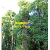 香樟 2015年全新批發商5公分10公分小苗批發