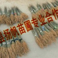 供應(yīng)地徑0.3-0.5cm紫穗槐，高度30-50cm紫穗槐批發(fā)