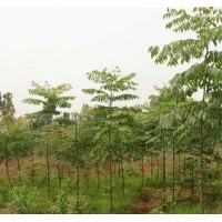 小欒樹(shù)苗，欒樹(shù)小苗，全冠欒樹(shù)苗優(yōu)價(jià)廉！