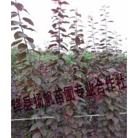 供應(yīng)一年生紫葉李小苗、一年生紫葉矮櫻小苗-價(jià)格優(yōu)惠