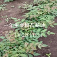供應一年生欒樹苗粗度在0.8公分左右欒樹樹苗價格