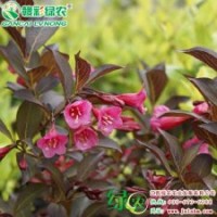紫葉錦帶 園藝品種 耐干旱 耐污染 紫葉錦帶小苗供應(yīng)|江西綠農(nóng)