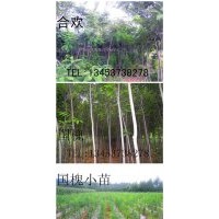 優質苗木出售國槐 柳樹 合歡 白蠟 油松 火炬 側柏 白皮松