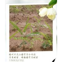 長期供應優質皂角樹苗，豬牙皂角樹苗，山東豬牙皂角樹基地