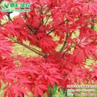 中國紅楓 優質紅楓小苗供應批發零售|江西綠農發展有限公司