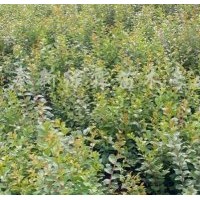 1米高八月桂，1米高雞爪槭，1米高紫薇，1米高紅豆杉