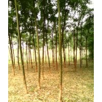 大量出售；速生國槐