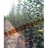 供應(yīng)西府海棠苗-西府海棠苗供應(yīng)商-西府海棠小苗價(jià)格