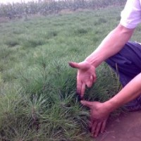 供應(yīng)白皮松20-30公分營(yíng)養(yǎng)杯白皮松40-50公分白皮松價(jià)格