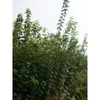 對節白蠟,石楠，雞公，紫薇樹苗