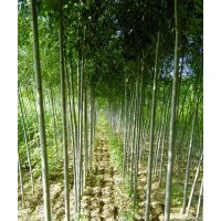 東營大量白蠟1~5公分出售，價格便宜