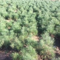 我公司供應大量普通白皮松 陜西藍田白皮松