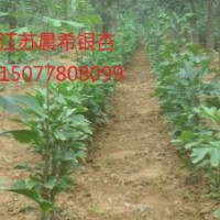 1公分銀杏樹價格