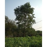烏桕小苗供應