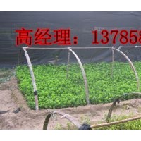 河北深州供應春季扦插衛矛小苗