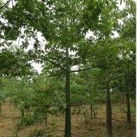 供應木棉10-30，3年緬甸柚木