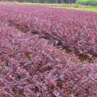 批量供應色塊小苗 金森女貞 紅葉石楠（球）紅花繼木 杜鵑