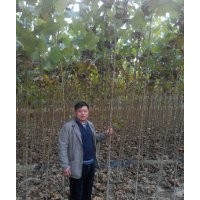 低價供應速生法桐苗