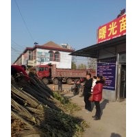 低價供應速生園蠟2號白蠟苗