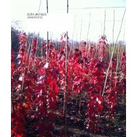 遼寧美國(guó)紅楓 美國(guó)紅楓小苗 小樹 遼寧美國(guó)紅楓是什么 批發(fā)東北美