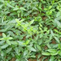 山東扶芳藤價格 青州上盆扶芳藤價格 青州扶芳藤綠化工地苗