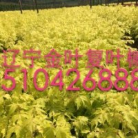 紅葉復葉槭，金葉復葉槭，復葉槭