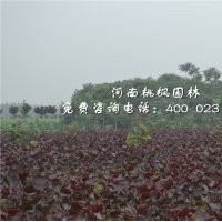 全紅楊優質河南桃楓園林全紅楊