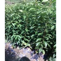 供應櫻花小苗