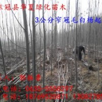 山東毛白楊小苗種植基地，山東毛白楊小苗信息，山東毛白楊小苗價(jià)