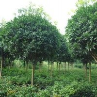 桂花樹：各種金桂正在低價熱銷中，價格面議。