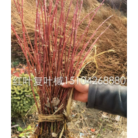 遼寧紅葉復葉槭