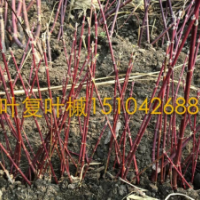 遼寧紅葉復葉槭，紅葉復葉槭小苗