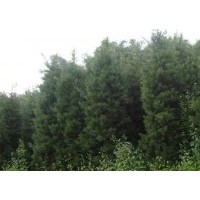 供應建甌羅漢松農戶優惠出售