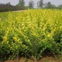 綠化小苗金葉女貞價(jià)格
