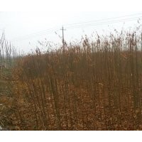 大量供應(yīng)紫薇、郁杏子等苗木