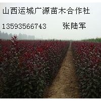 紫葉李紅葉李大量低價優惠供應