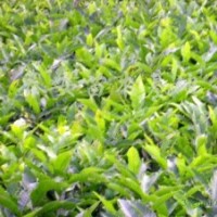 長期供應山楂苗大量 批發2——25公分山楂樹苗質優價廉占地苗