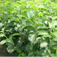 山東廠家直銷蘋果苗 批量供應當年結果蘋果苗 蘋果小苗 量大優惠