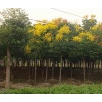供應馬櫻樹，白蠟，槐樹，欒樹