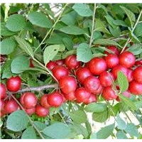山西鈣果苗價格 專營優(yōu)質(zhì)鈣果苗