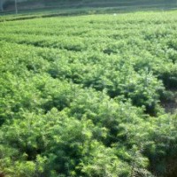 供應白皮松，油松，華山松，雪松等