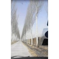 出售椿樹小苗、合歡小苗、毛白楊小苗、國槐小苗