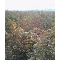 大量供應(yīng)五角楓、欒樹(shù)、櫻花、合歡苗