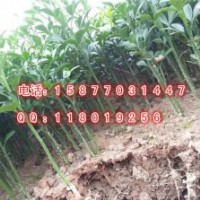 枳殼苗 枳殼小苗 酸柑苗批發 酸柑小苗 各種小苗