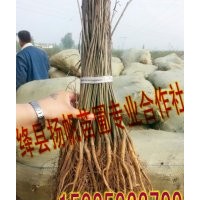 供應山西紫穗槐價格、紫穗槐圖片、30-50公分紫穗槐批發