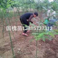 2年生國槐樹苗家槐苗耐旱綠化樹苗批發