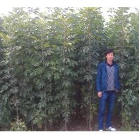 速生白蠟當年苗