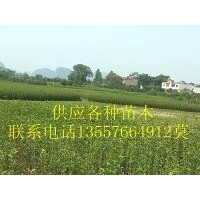 廣西苗木 八月桂，香樟，天竺桂，銀杏，紫薇，紅葉石楠，楊梅苗