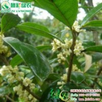 日香桂 國寶奇花 桂花小苗供應|批發(fā)|零售 園林綠化、美化 |江西