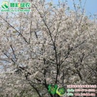 速生櫻花(潔白云） 飛寒櫻 正宗櫻花小苗供應包成活
